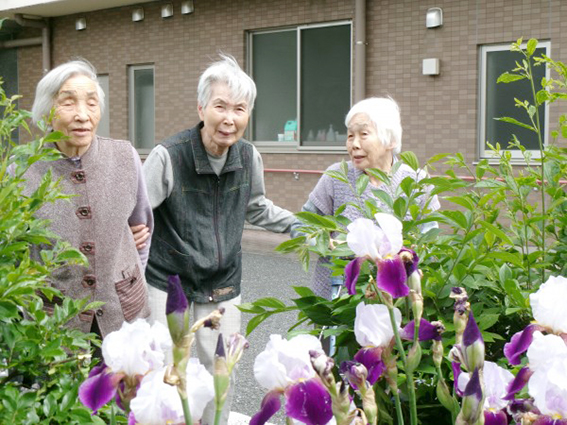 菖蒲にうっとり